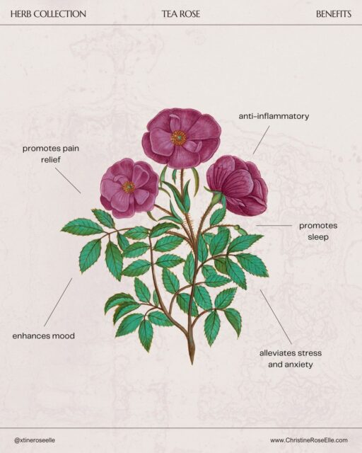The rose was not only likened to Mary but to other surviving forms of pagan Goddess. Sometimes the male Spirit of the Rose was a briar rose with "pricking" thorns. "Pricking flesh to acquire blood artificially is the only way that men can 'produce' it." ~Barbara G. Walker