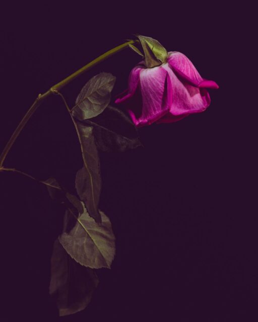 From the Women's Encyclopedia of Myths and Secrets by Barbara G. Walker: "Things spoken "under the rose" (sub rosa) were part of Venus's sexual mysteries, not to be revealed to the uninitiated."