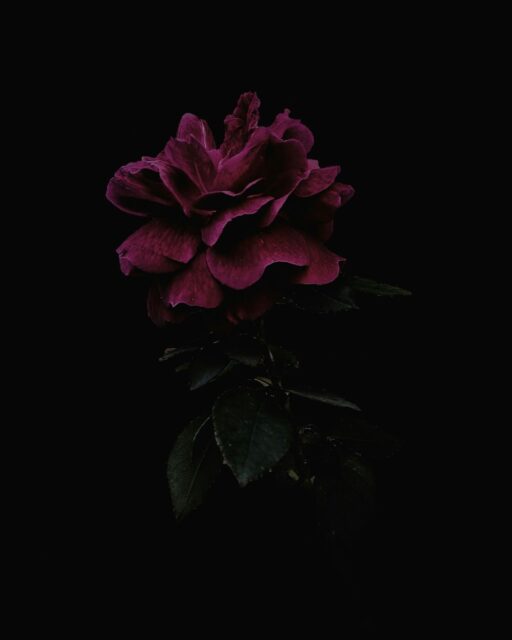 When did you reach the point where you were no longer interested in becoming more acceptable? I think I'm still working on it, but I realized that if I don't just do what is in my heart now, my magic will go unexpressed.

Follow what enchants you.
Dress the way that makes you feel alive.

This is the work of the dark rose. She has always been there waiting for you to take her hand and emerge.
