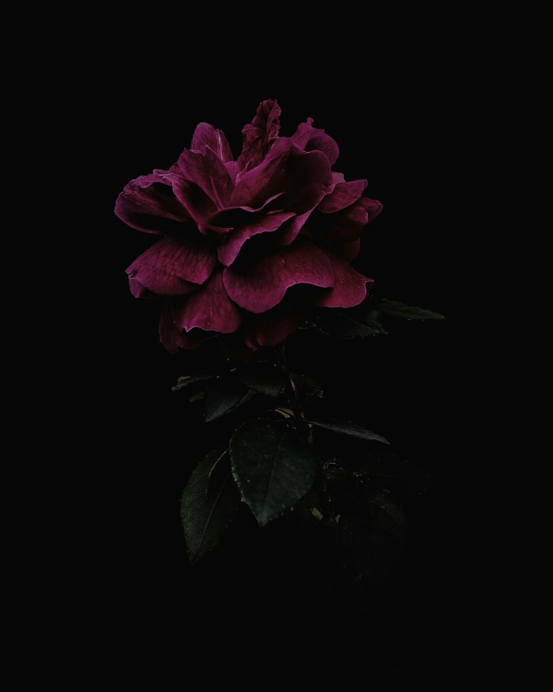 When did you reach the point where you were no longer interested in becoming more acceptable? I think I'm still working on it, but I realized that if I don't just do what is in my heart now, my magic will go unexpressed.

Follow what enchants you.
Dress the way that makes you feel alive.

This is the work of the dark rose. She has always been there waiting for you to take her hand and emerge.
