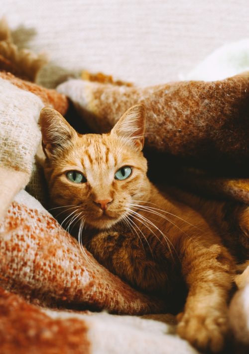 Cat chilling on the couch in autumn
