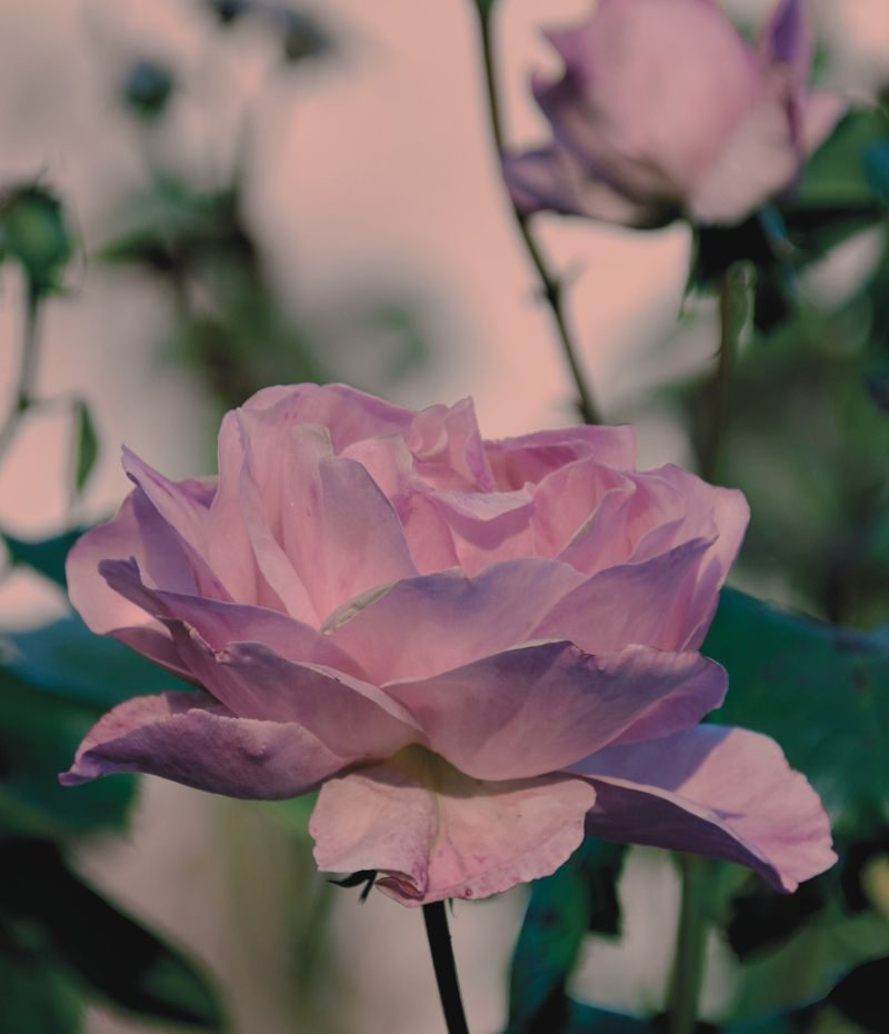 800 x 930 copy