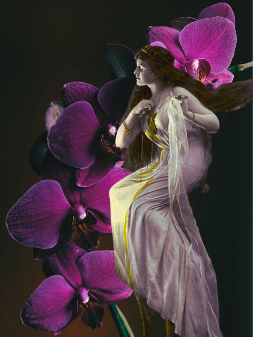 Rose Witch Image