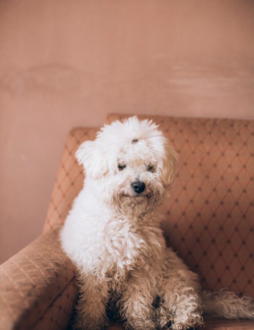 Cute Little Mix Of Bichon And Maltese Dog